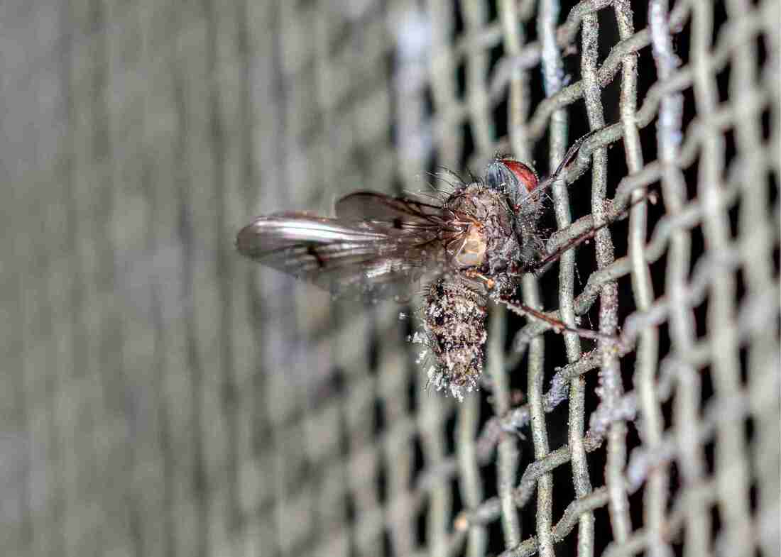 Fly on Wire Flyscreen