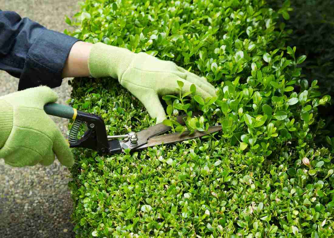Gardener trimming hedge with shears